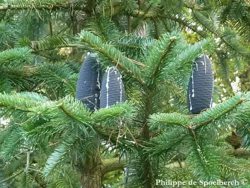 Abies spectabilis - ウェッブモミ