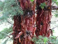 Abies squamata - フレーキーモミ - クリックして拡大する