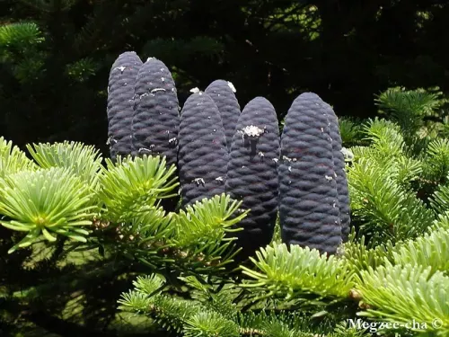 Abies veitchii - シラビソ