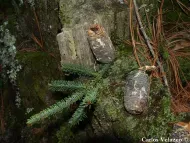 Abies vejarii