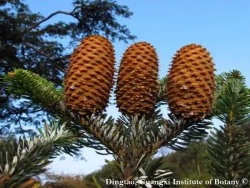 Abies yuanbaoshanensis - (アビエス・ユアンバオシャネンシス