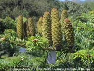 Abies ziyuanensis 
