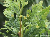 Austrocedrus chilensis - チリーヒバ, チリ・インセンスシーダー - クリックして拡大する
