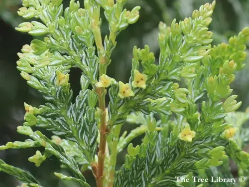 Austrocedrus chilensis - チリーヒバ, チリ・インセンスシーダー