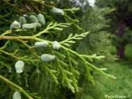 Calocedrus formosana
