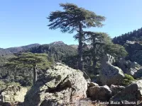 Cedrus atlantica - アトラススギ, アトラスシーダー - クリックして拡大する