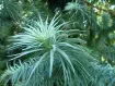 Cunninghamia - コウヨウザン属 