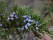 Juniperus - ビャクシン属