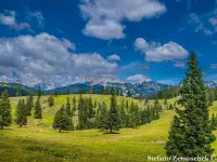 Picea abies - オウシュウトウヒ - クリックして拡大する