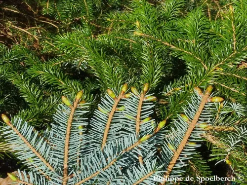 Picea jezoensis - エゾマツ