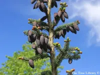 Picea omorika - オモリカトウヒ - クリックして拡大する