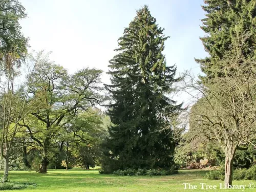 Picea orientalis - コーカサストウヒ
