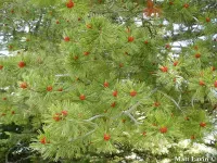 Pinus albicaulis - ホワイトバークパイン - クリックして拡大する