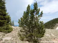 Pinus aristata  