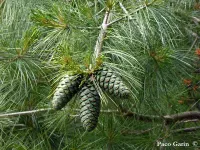 Pinus armandii - アルマンマツ, アルマンパイン, チュウゴクシロマツ  - クリックして拡大する