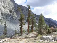 Pinus balfouriana - バルフォアパイン - Click to enlarge