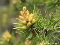 Pinus banksiana - ジャックパイン,  バンクスパイン - クリックして拡大する