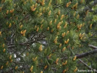 Pinus bungeana