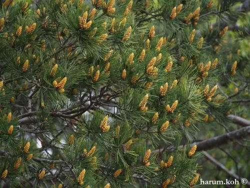 Pinus bungeana - シロマツ