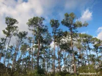 Pinus caribaea - カリビアマツ - クリックして拡大する