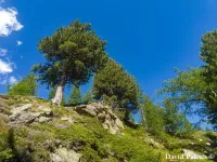 Pinus cembra - スイスマツ - クリックして拡大する