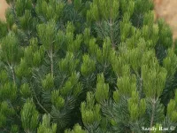 Pinus cembroides - ピニョンマツ, メキシコのピニョン - クリックして拡大する