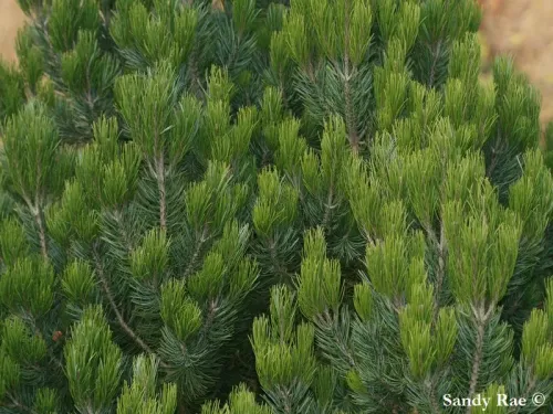 Pinus cembroides - ピニョンマツ, メキシコのピニョン