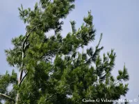 Pinus chiapensis - チアパスパイン - クリックして拡大する