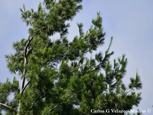 Pinus chiapensis - チアパスパイン