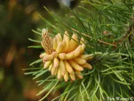 Pinus contorta