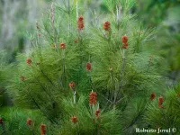 Pinus cubensis - キューバ松 - クリックして拡大する
