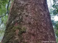 Pinus dalatensis - ダラットマツ - クリックして拡大する