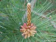 Pinus densata