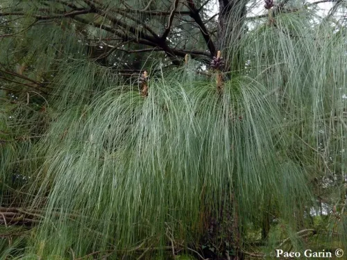 Pinus devoniana - チョアカン松