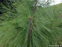 Pinus durangensis - ドゥランゴマツ - Click to enlarge