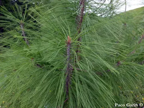 Pinus durangensis - ドゥランゴマツ