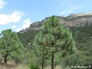 Pinus engelmannii 