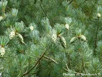 Pinus fenzeliana - 海南五针松 , 広奈五針松 - Click to enlarge