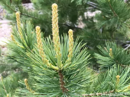 Pinus flexilis var. reflexa - 南西部のホワイトパイン