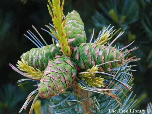 Pinus flexilis - フレキシマツ, フレクシリスマツ