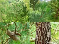 Pinus greggii - レッグの松 - クリックして拡大する