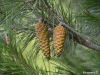 Pinus halepensis - アレッポマツ - クリックして拡大する