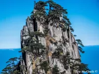 Pinus hwangshanensis - 黄山松 - クリックして拡大する