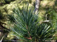 Pinus koraiensis - チョウセンマツ,  チョウセンゴヨウ - クリックして拡大する