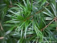 Pinus krempfii
