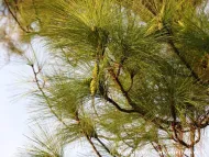 Pinus latteri 