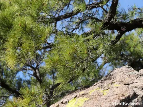 Pinus leiophylla - チワワマツ
