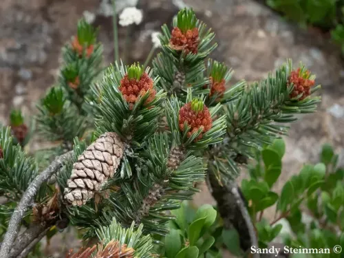 Pinus longaeva - ブリスルコーンパイン