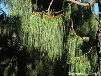 Pinus lumholtzii - ルムホルツマツ - Click to enlarge