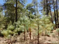 Pinus maximinoi - マキシミノイ マツ - Click to enlarge